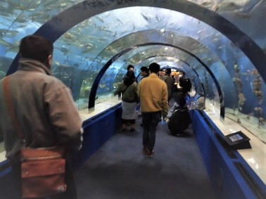 浅虫水族館2